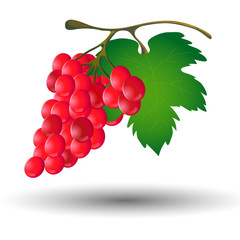 Bunch of grapes with a leaf on a white background
