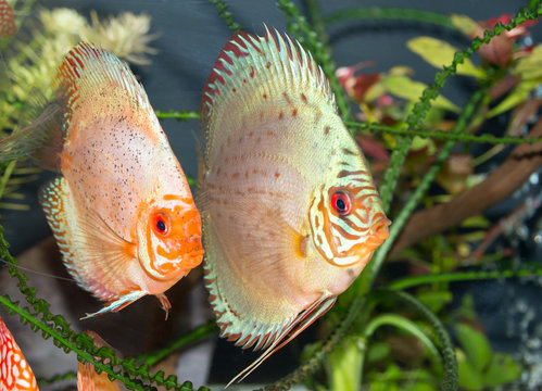 diskusfisch, diskus