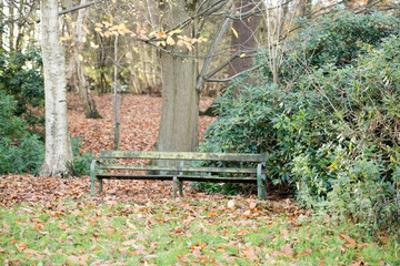 Naklejka premium Forest bench