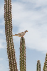 Pigeon Roosting on Cactus