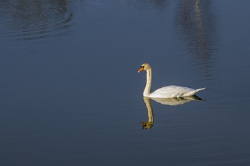 einsamer Schwan im Abendlicht