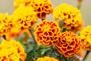Marigold flower