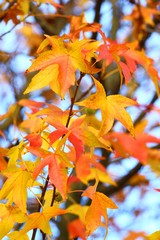 Foliage on maple branch in fall