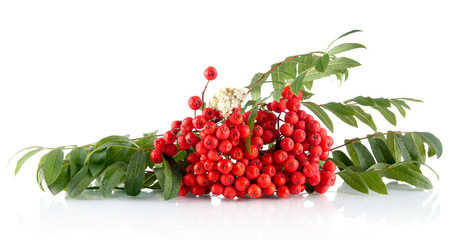Rowanberry with leaves isolated on white background