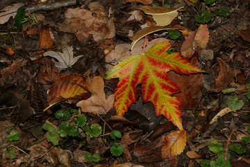 Ahornblatt im Herbst, Silberahorn,  Acer saccharinum
