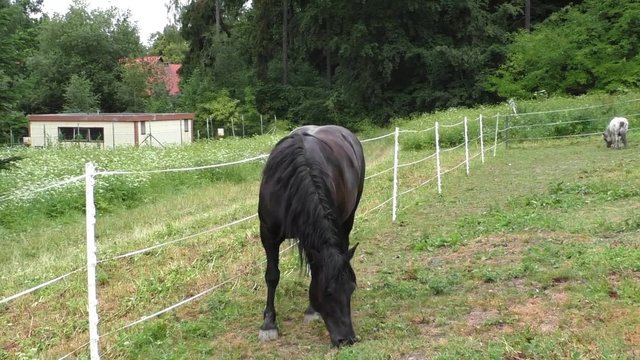 Lonely horse grazing in a meadow

