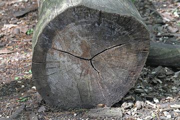 Fototapeta premium Jahresringe vom Baum