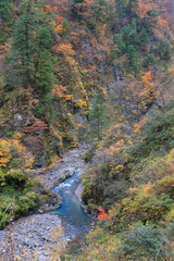 黒部峡谷の紅葉