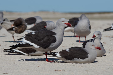 Group of Dolphin Gulls (Leucophaeus scoresbii) on a sandy beach in the Falkland Islands.