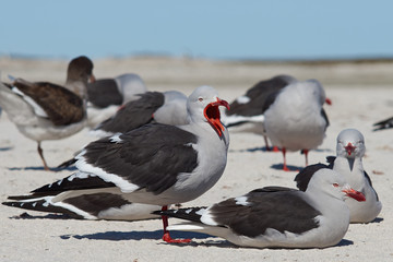 Group of Dolphin Gulls (Leucophaeus scoresbii) on a sandy beach in the Falkland Islands.