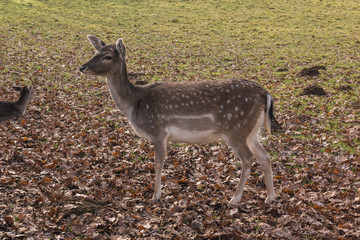 Rotwild © Mathias Karner