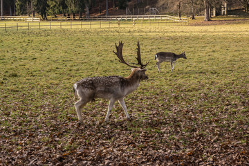 Rotwild © Mathias Karner