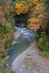 黒部峡谷の紅葉
