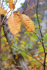 黒部峡谷の紅葉