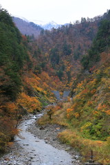 黒部峡谷の紅葉