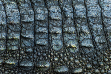 crocodile, skin texture