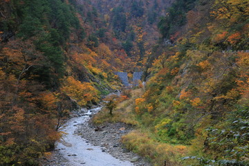 黒部峡谷の紅葉
