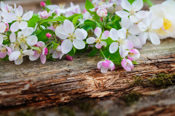 Apfelblüten auf Holz