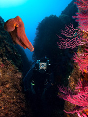 Big Red Reef Octopus and scuba diver