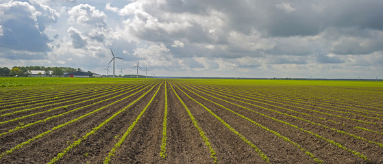 Vegetables growing below a cloudy sky in spring