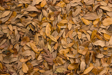 Dry leaves