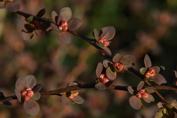 barberry