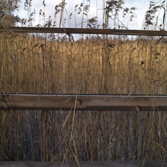 Reeds On Lake
