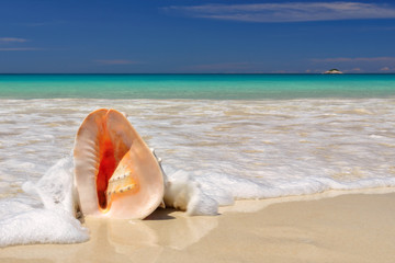 Obraz na płótnie Canvas Seashell on the sandy beach in a wave