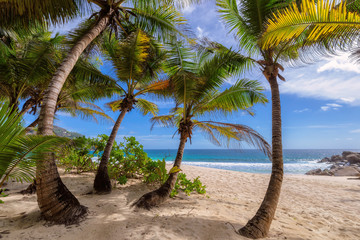 Palm trees on Paradise beach on Mahe island in Seychelles