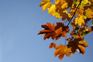 Herbst