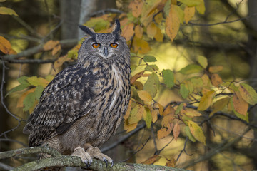 Naklejka premium Eurasian eagle-owl (Bubo bubo)