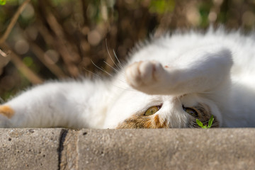 Fototapeta premium 仰向けになるのらねこ