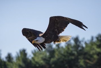 Bald eagle  (Haliaeetus albicilla)
