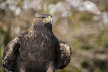 Golden eagle (Aquila chrysaetos)