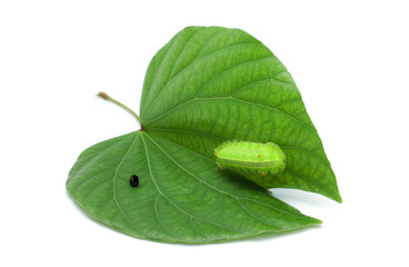 Fototapeta premium Purple Bauhinia Leaf and Worm