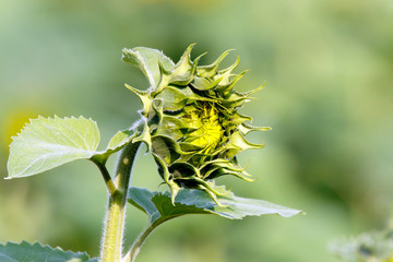 Color DSLR image of single sunflower bloom with a narrow depth of field
