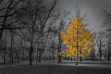 The last yellow Tree Black & White