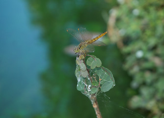 Dragonfly Closeup