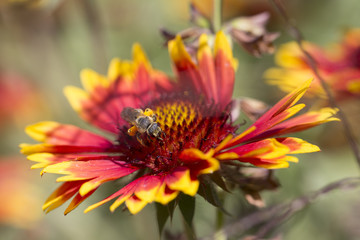 Abeille butinant une fleur jaune et rouge