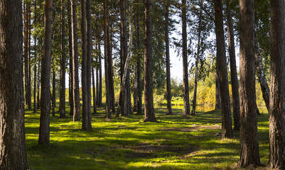 Sunny summer day in the cool shade of pine forests