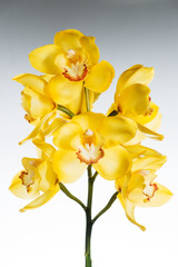 yellow сymbidium orchid close-up on a gray background