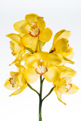 yellow сymbidium orchid close-up, isolated on white