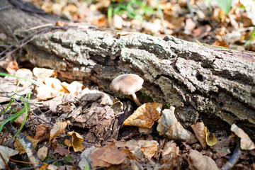 Brown mushroom