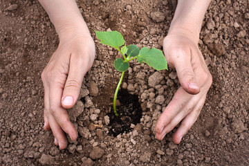 hands planting cucumber seedling