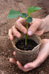 hands with cucumber seedling