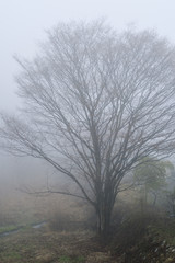 霧中の木立