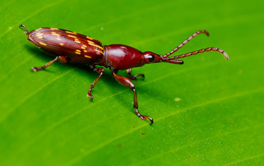 beetle - Arrhenodes sp 