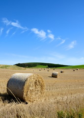 Bales of hay in a field in summer