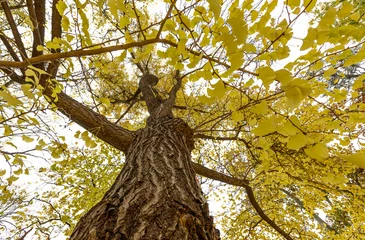 Photo sur Plexiglas Arbres Vienna Stadpark yellow tree in November, Austria