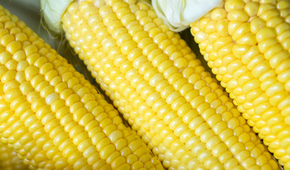 Grains ripe corn